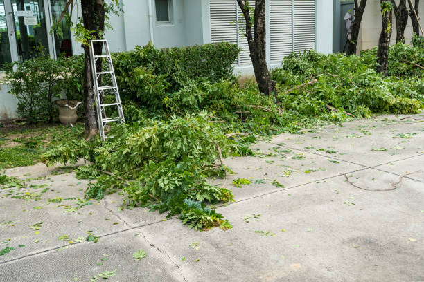 Best Best Tree Removal Services  in Riverton, NJ